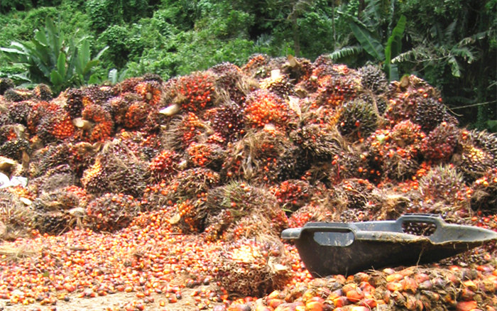 palm oil processing business in Nigeria 